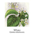 Vital Woman Menopause Support Spray 20ml-First Light Natural Health-Matakana Pharmacy