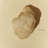 Lions Mane Powder 100g-Matakana Pharmacy