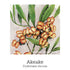 Weight Support Spray 20ml-First Light Natural Health-Matakana Pharmacy