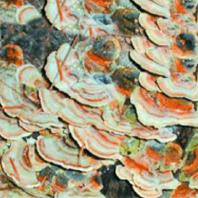 Image of Coriolus (Turkey Tail) mushrooms
