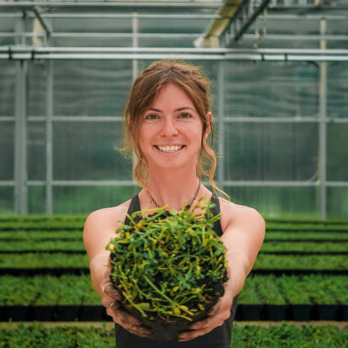 The Gaia Herbs certified organic farm in Brevard, North Carolina