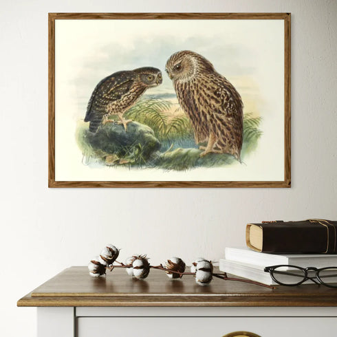 Johannes Keulemans - Print - Morepork - Ruru and Laughing Owl - Whekau A3-Te Papa Store-Matakana Pharmacy