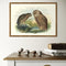 Johannes Keulemans - Print - Morepork - Ruru and Laughing Owl - Whekau A3-Te Papa Store-Matakana Pharmacy