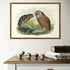 Johannes Keulemans - Print - Morepork - Ruru and Laughing Owl - Whekau A3-Te Papa Store-Matakana Pharmacy