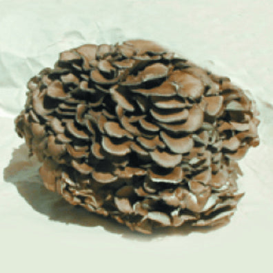 Image of Maitaka mushroom
