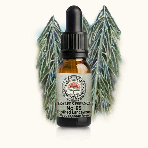 Toothed Lancewood Essence 10ml-First Light Essences-Matakana Pharmacy