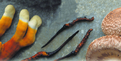 Image of Triton mushroom