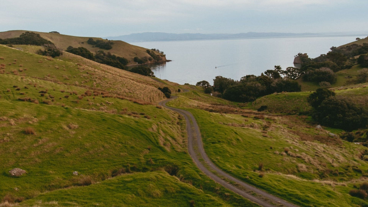 Hay Fever in New Zealand: Why So Many Kiwis Are Sneezing