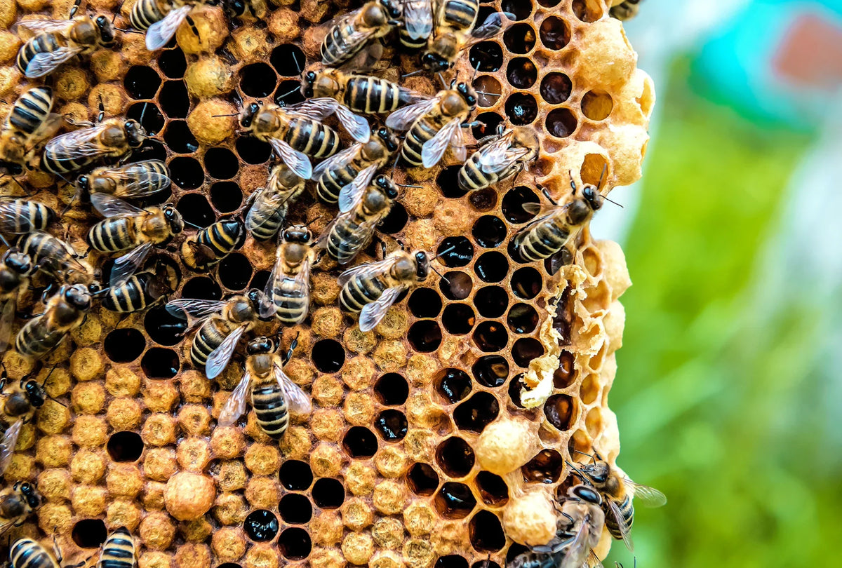 Manuka and New Zealand honey from Honey Paihia, Kai Ora, M&H and BEE&FLOW at Matakana Pharmacy