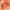 SPF 50 Natural Lip & Cheek Tint Coral 9g-Avocado Zinc-Matakana Pharmacy