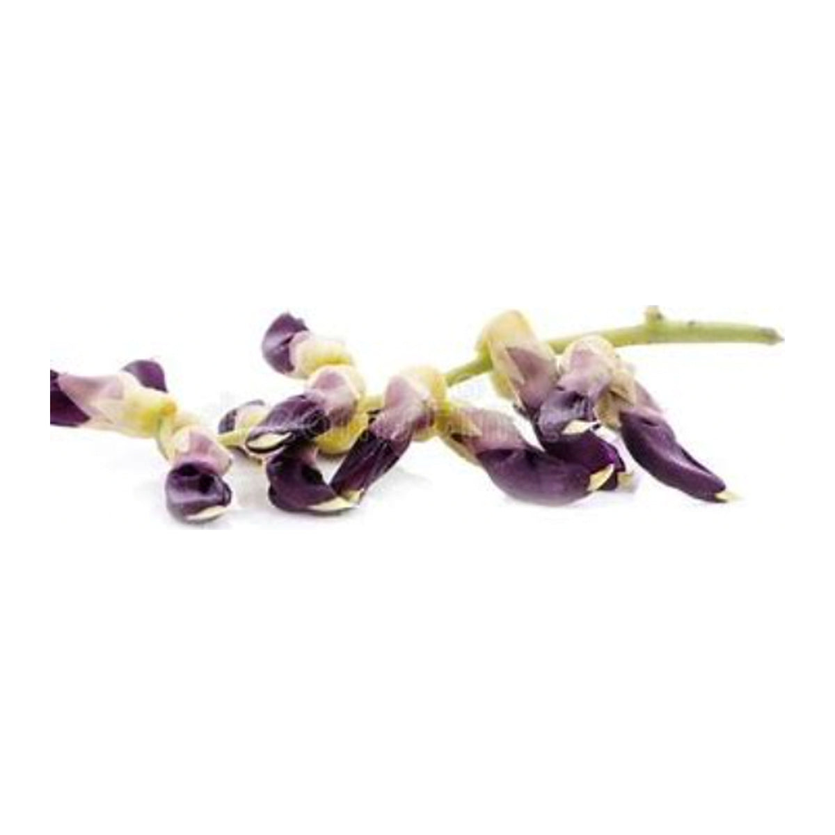 Key ingredients in Macuna Plus 90 Capsules