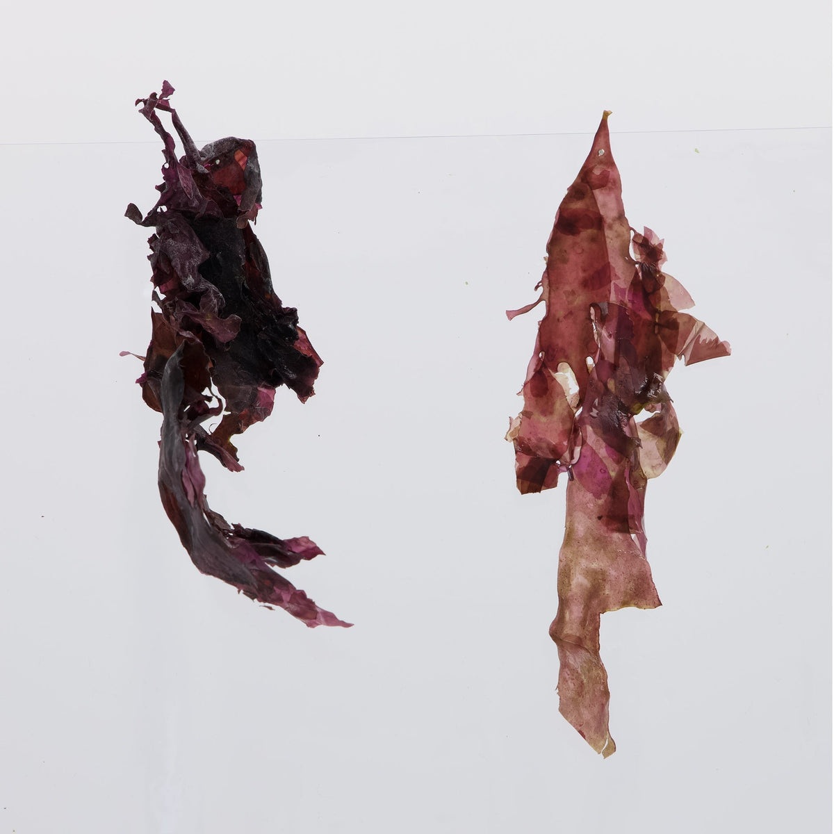 Pacific Harvest dulse leaves, dried whole