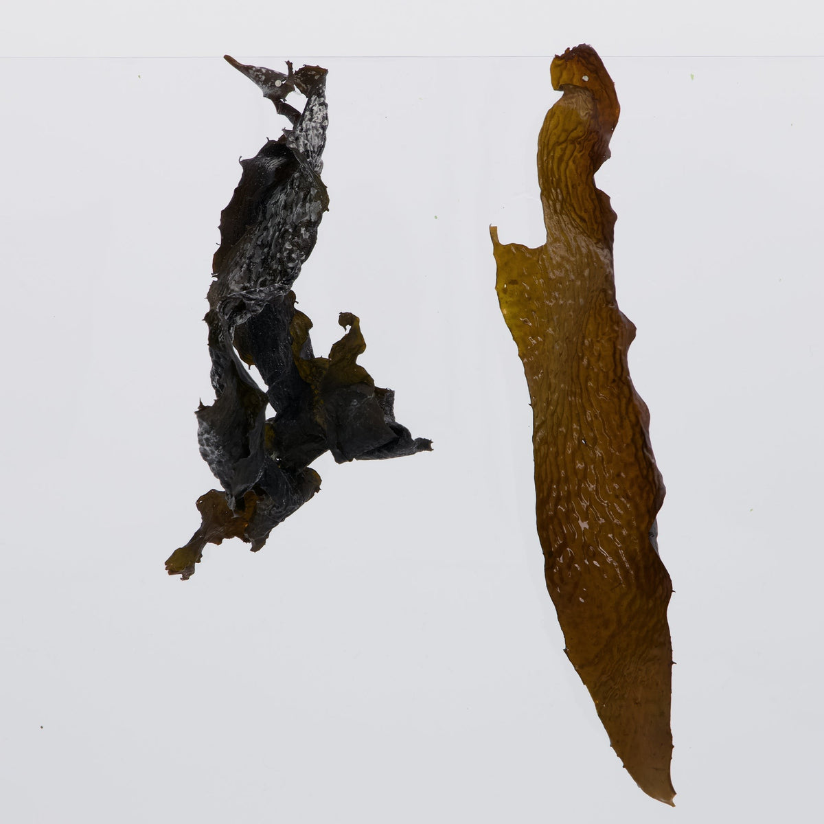 Pacific Harvest kombu strips, dried