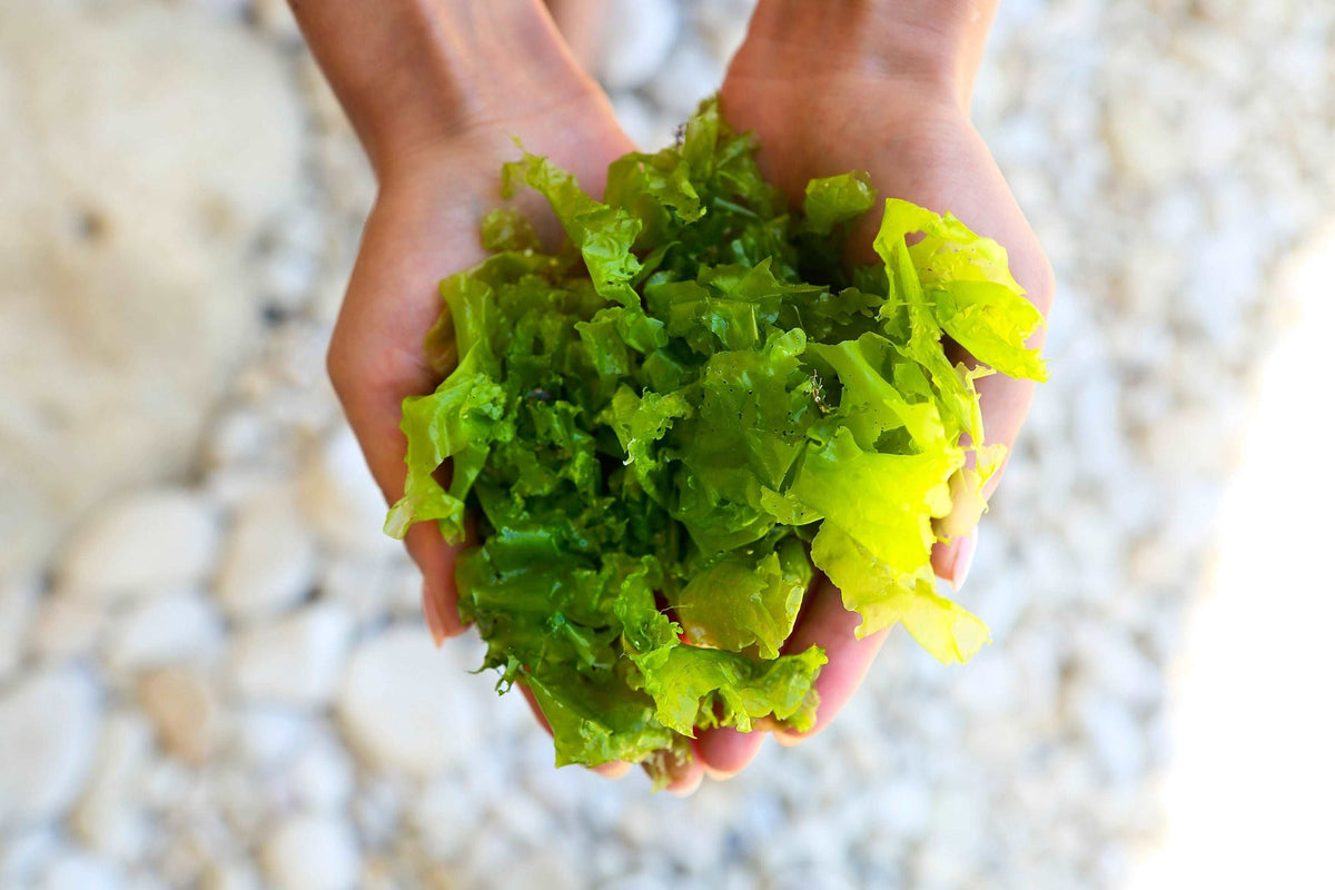 Pacific Harvest sea lettuce flakes in the hand