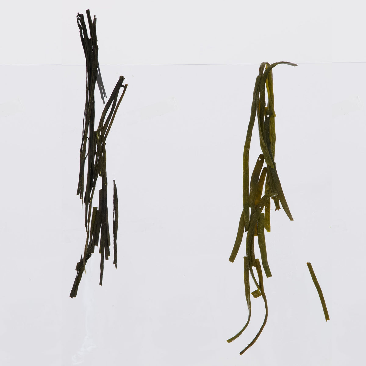 Pacific Harvest sea spaghetti, dried branches