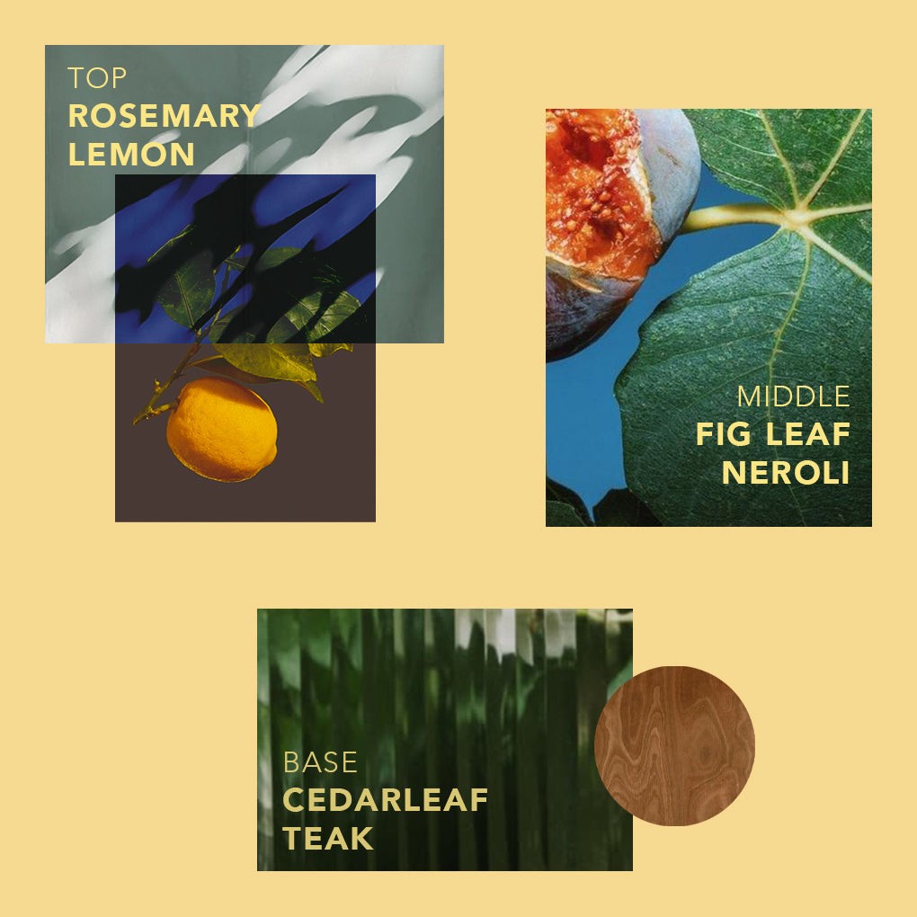 Scent breakdown for Teak and Neroli: rosemary and lemon, fig leaf and neroli, cedarleaf and teak