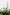 Horopito, Cucumber & Mint Body Lotion 300ml-Real World-Matakana Pharmacy