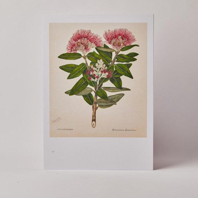 Sarah Featon pohutukawa watercolour print, A3, unframed