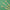 The three jumbo paintbrushes laid out on a green background