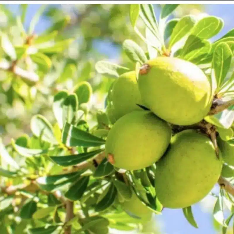 Argan Oil | Hydrating, Anti-Ageing, Softening-WOO | World Of Oils-Matakana Pharmacy
