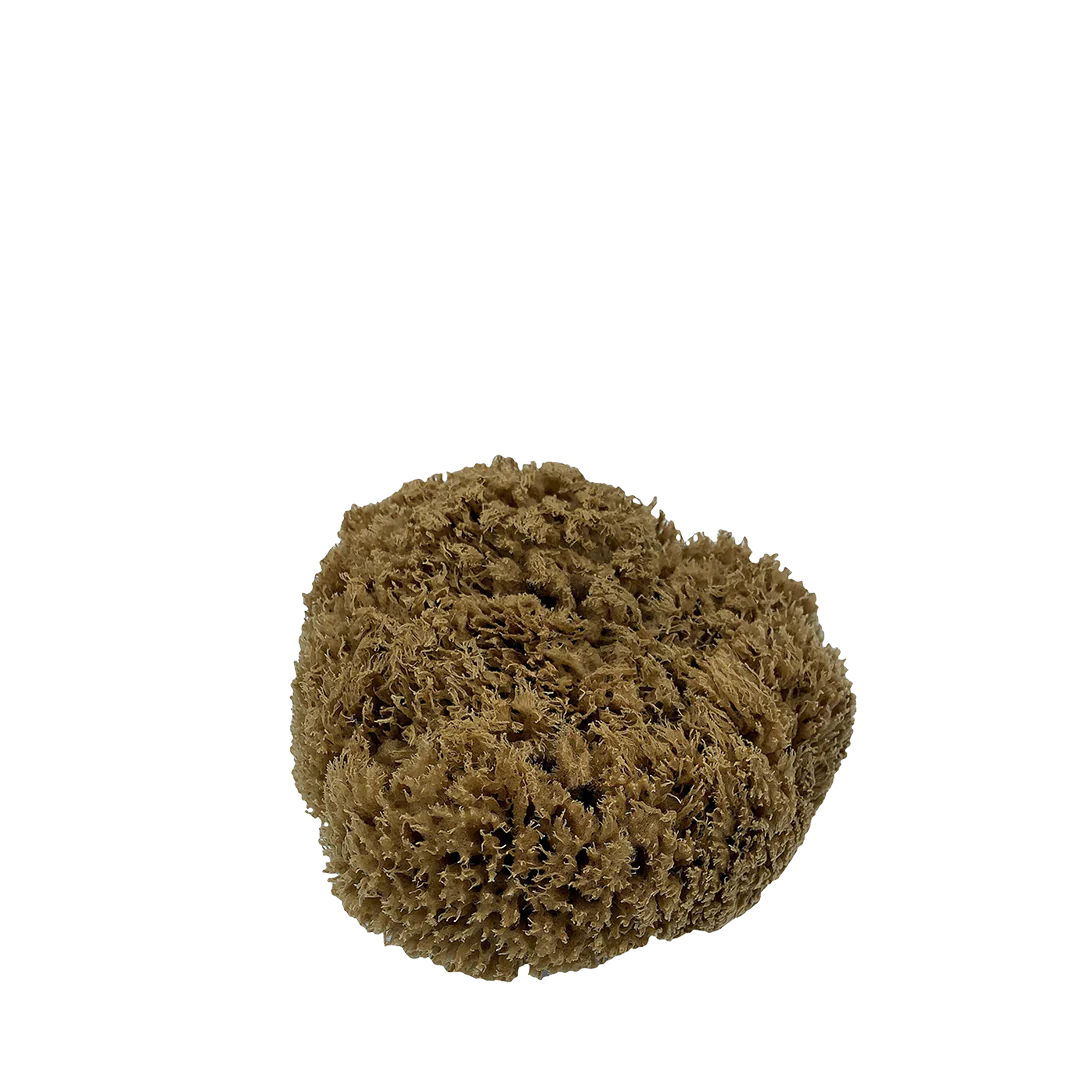Sea Sponge 10cm-Real World-Matakana Pharmacy