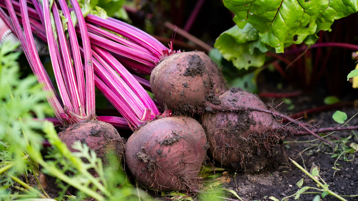 Beetroot Whole Powder Organic 300g-Matakana Superfoods-Matakana Pharmacy