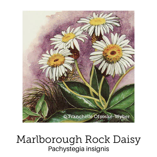 Birth Support Drops 20ml-First Light Natural Health-Matakana Pharmacy