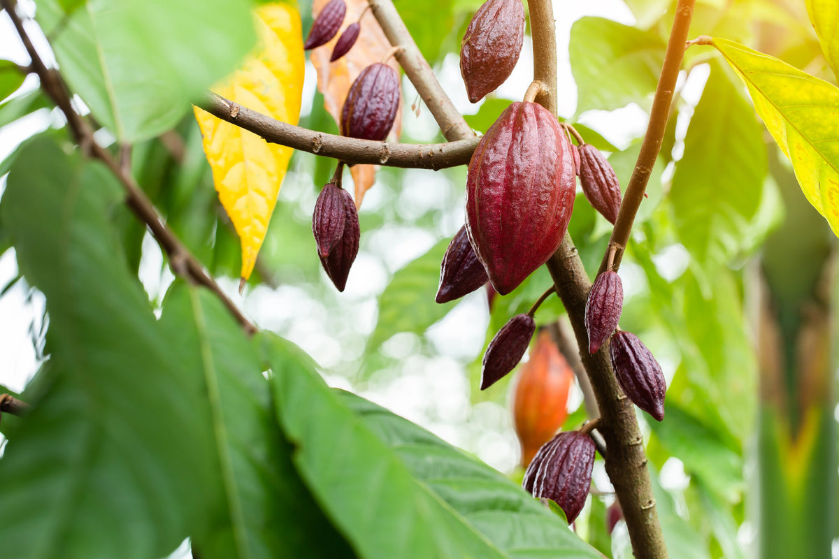 Cacao Nibs Organic Heritage Criollo Cacao 15kg-Matakana Superfoods-Matakana Pharmacy