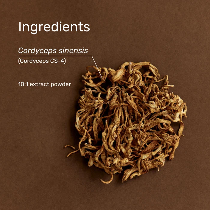 Cordyceps Powder 1kg | Superfeast-SuperFeast-Matakana Pharmacy