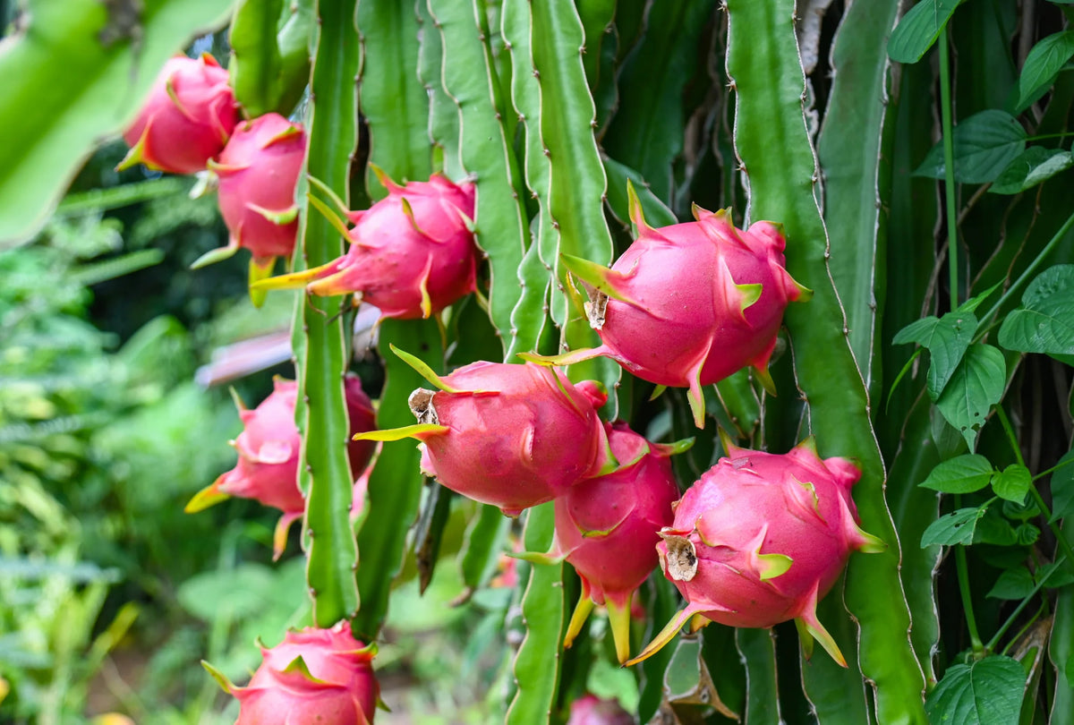 Dragonfruit (Pitaya) Powder 1kg-Matakana Superfoods-Matakana Pharmacy