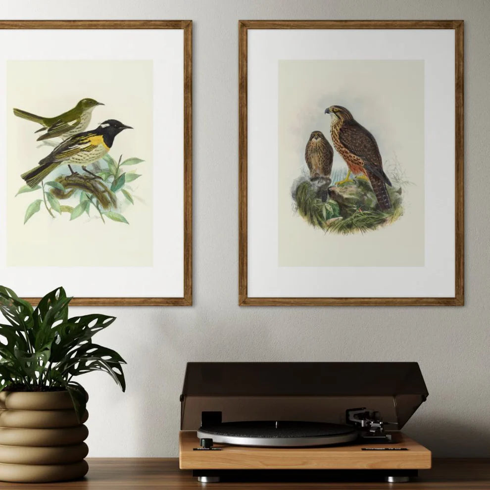 Johannes Keulemans - Print - New Zealand Falcon - Karearea A3-Te Papa Store-Matakana Pharmacy