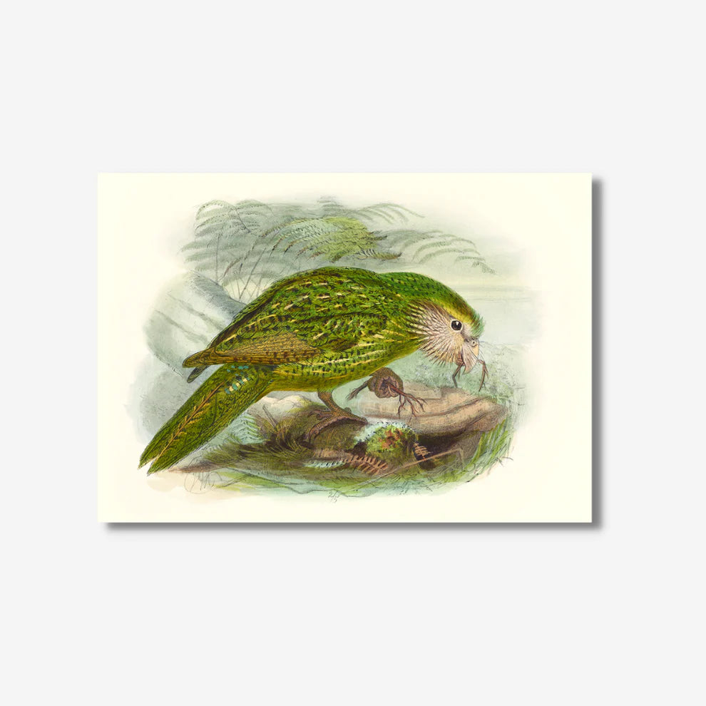 Johannes Keulemans - Print - Kakapo A4-Te Papa Store-Matakana Pharmacy