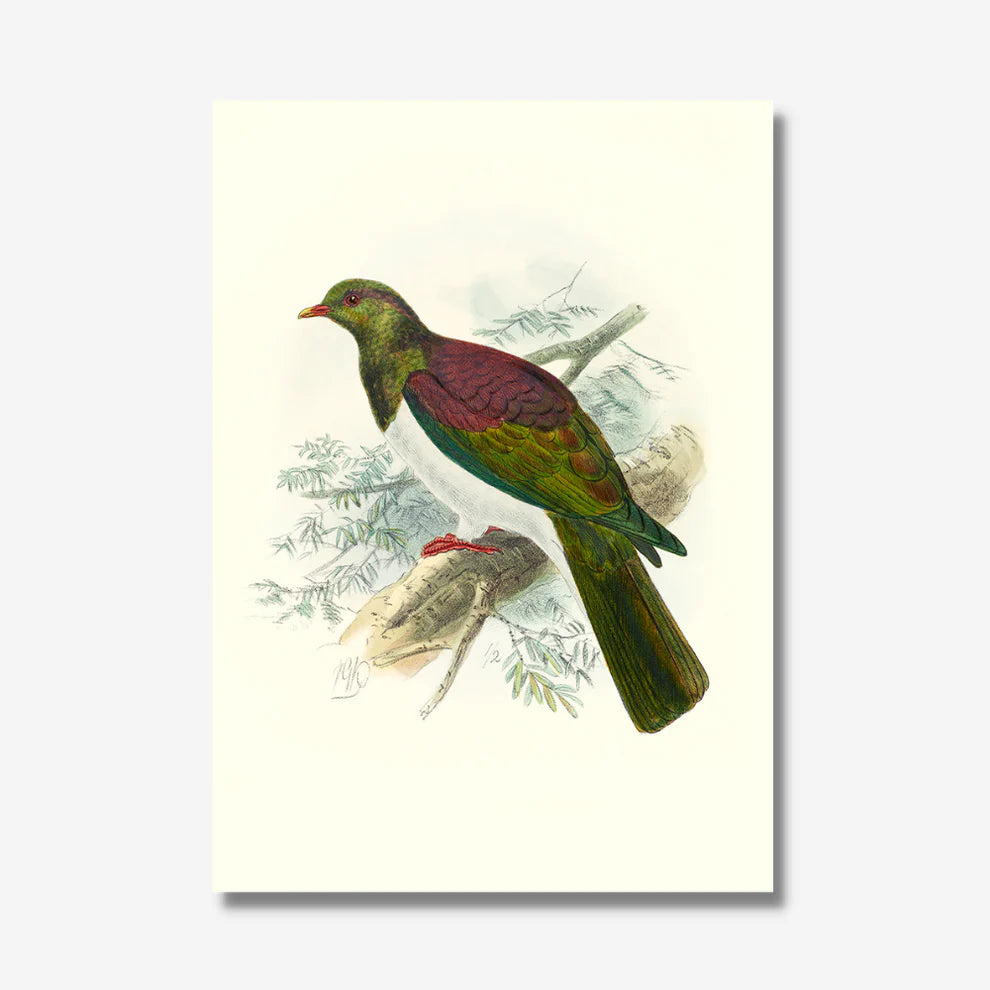 Johannes Keulemans - Print - New Zealand Pigeon - Kereru-Te Papa Store-Matakana Pharmacy