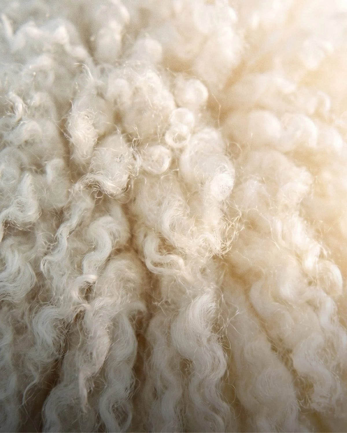 Close up of sheep wool, the source of lanolin