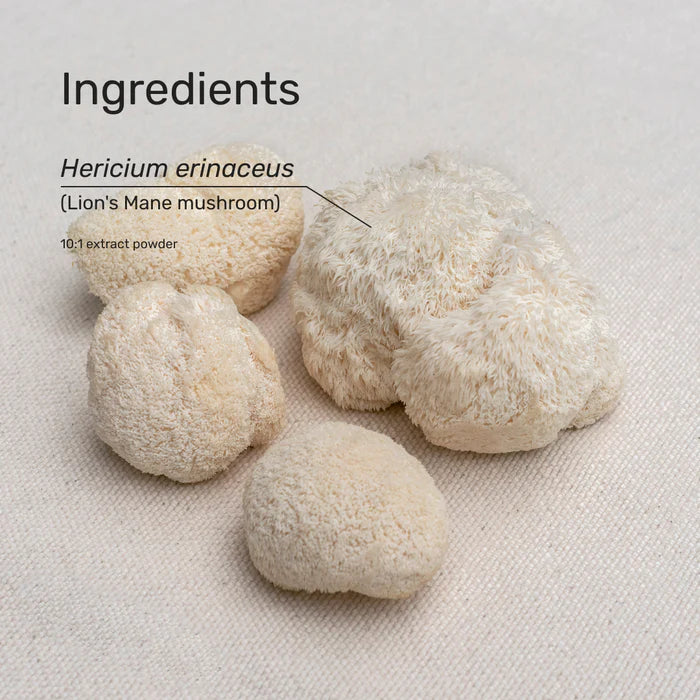 Lion's Mane Powder 1kg | Superfeast-SuperFeast-Matakana Pharmacy