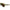 Image of Moana Sunnies 50/50 Green Frames Striped Arms