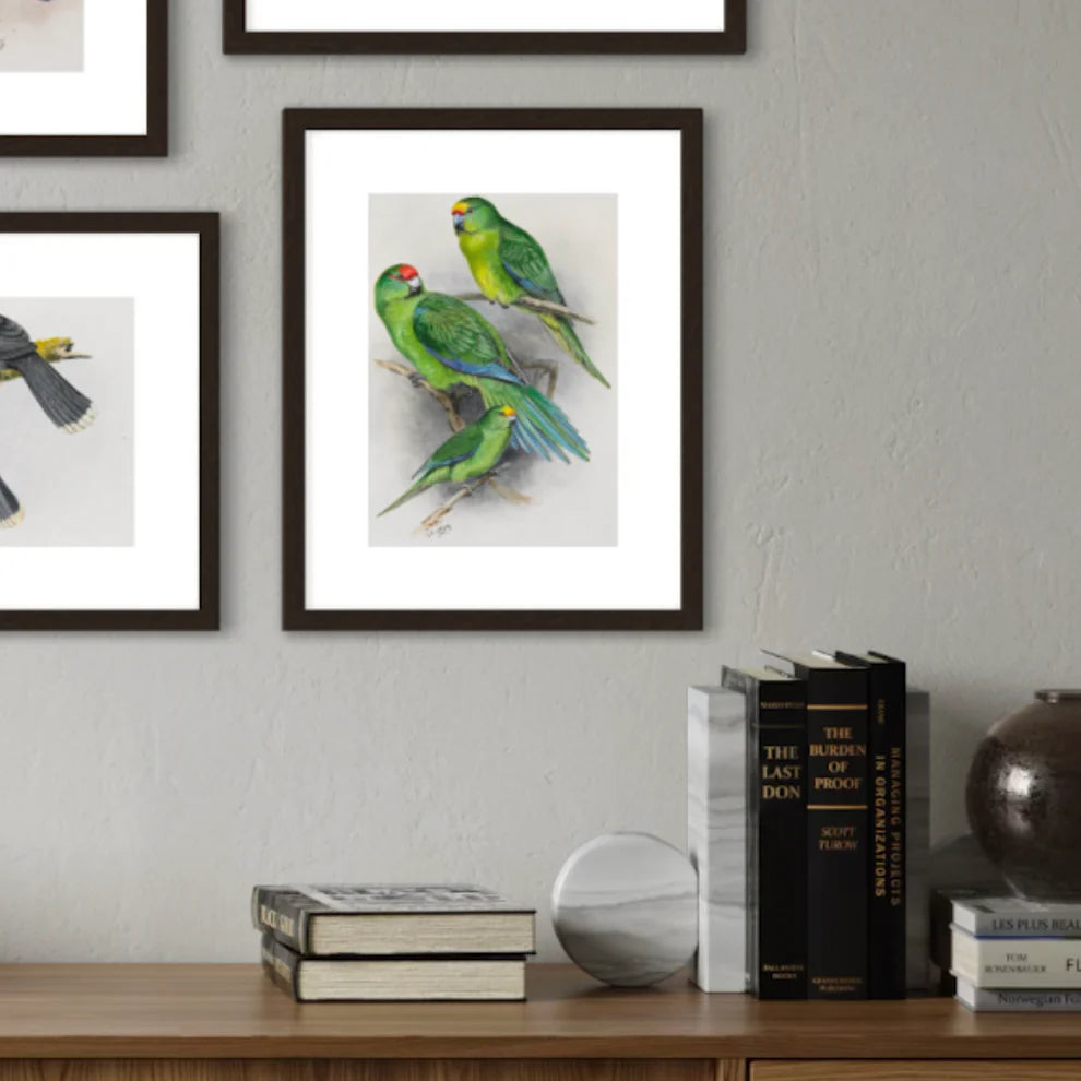 George Lodge- Print - Parakeet A4-Te Papa Store-Matakana Pharmacy