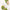 Regenerating Elixir 30ml-Linden Leaves-Matakana Pharmacy