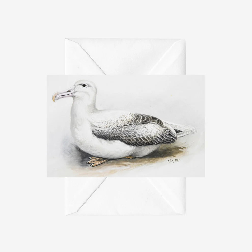 George Lodge - Card - Albatross-Te Papa Store-Matakana Pharmacy
