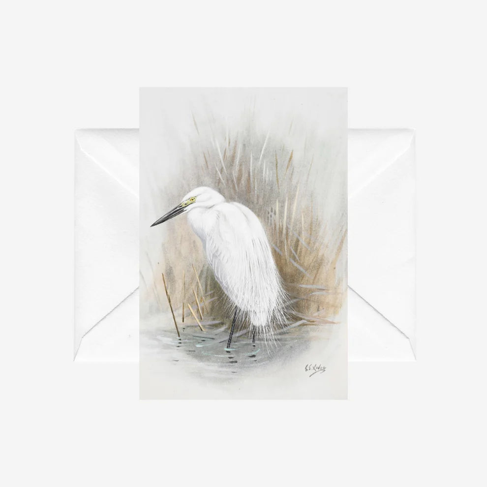 George Lodge - Card - Kotuku-Te Papa Store-Matakana Pharmacy