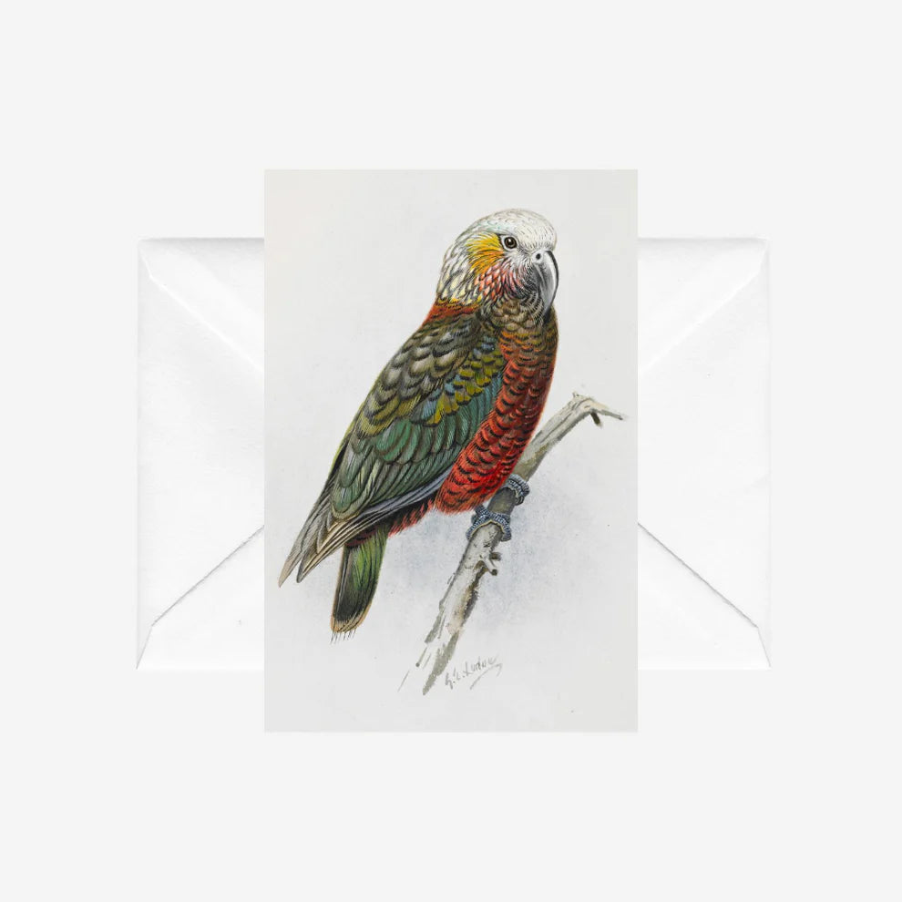George Lodge - Card - Kaka-Te Papa Store-Matakana Pharmacy