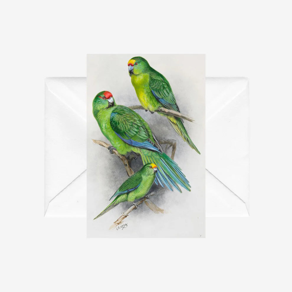 George Lodge - Card - Parakeet-Te Papa Store-Matakana Pharmacy