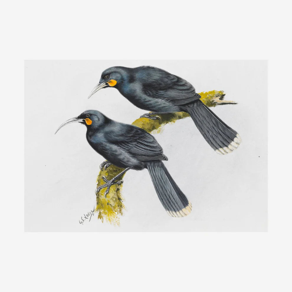 George Lodge- Print - Huia A4-Te Papa Store-Matakana Pharmacy