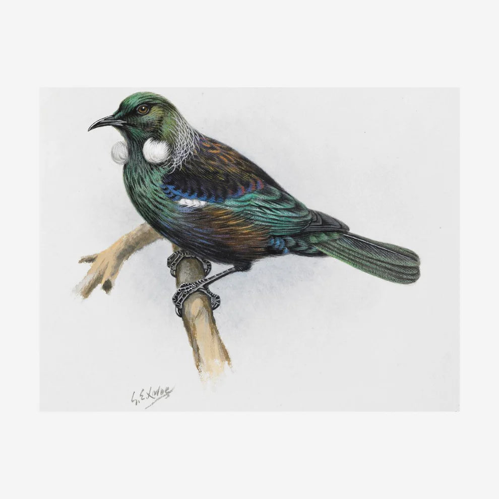 George Lodge- Print - Tui A4-Te Papa Store-Matakana Pharmacy