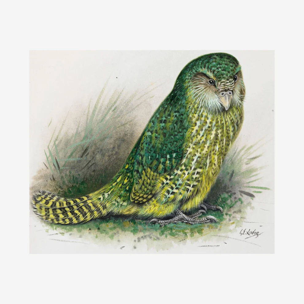George Lodge- Print - Kakapo A4-Te Papa Store-Matakana Pharmacy