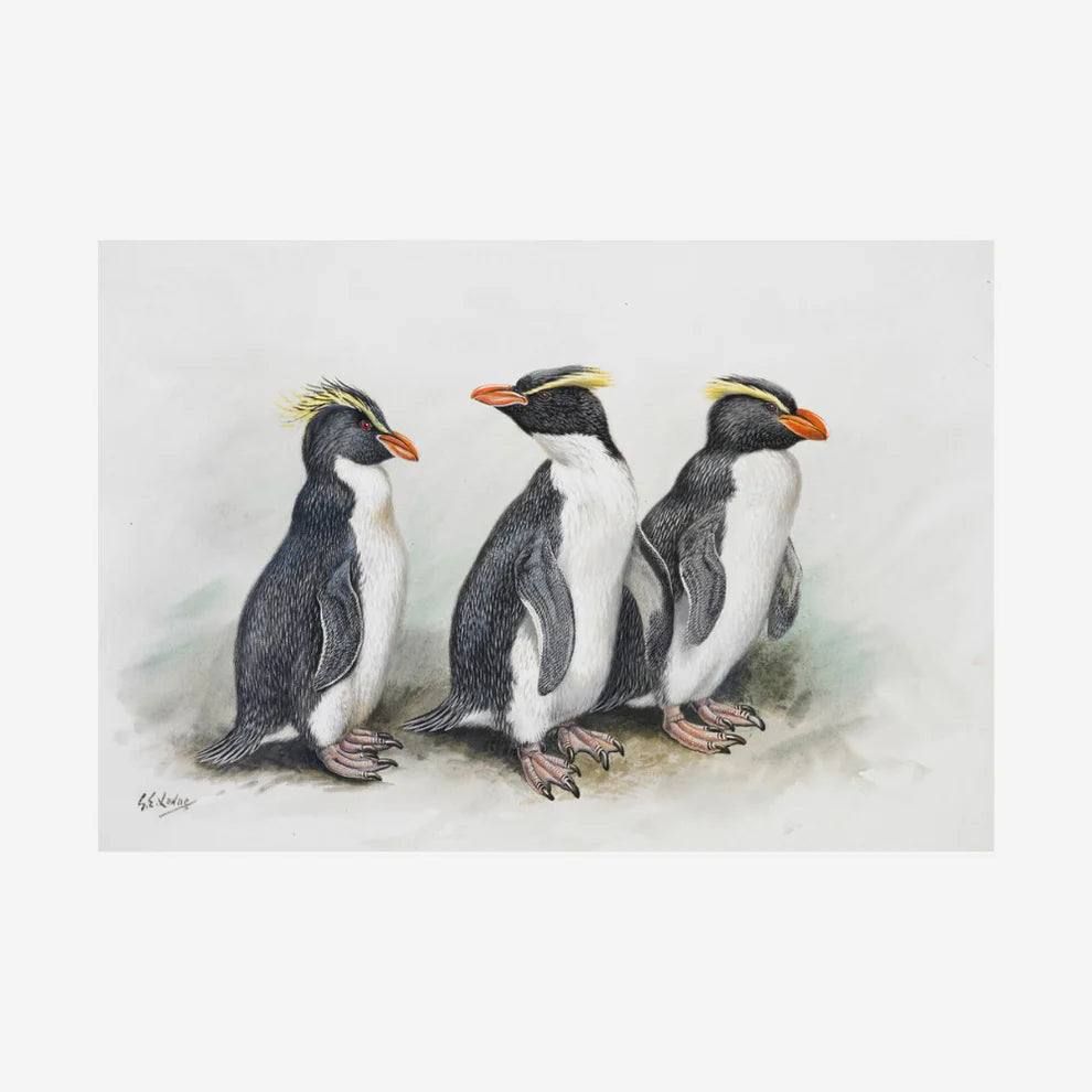 George Lodge- Print - Penguin A4-Te Papa Store-Matakana Pharmacy