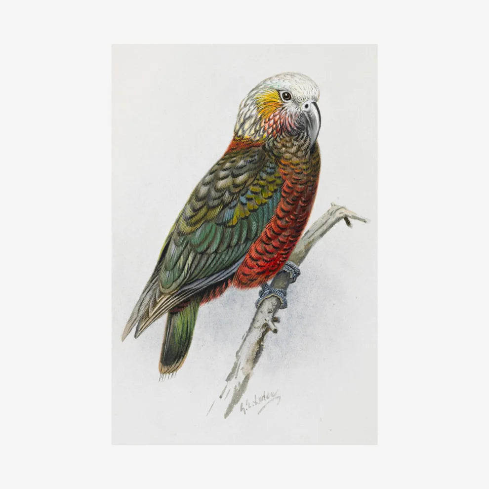 George Lodge- Print - Kaka A4-Te Papa Store-Matakana Pharmacy