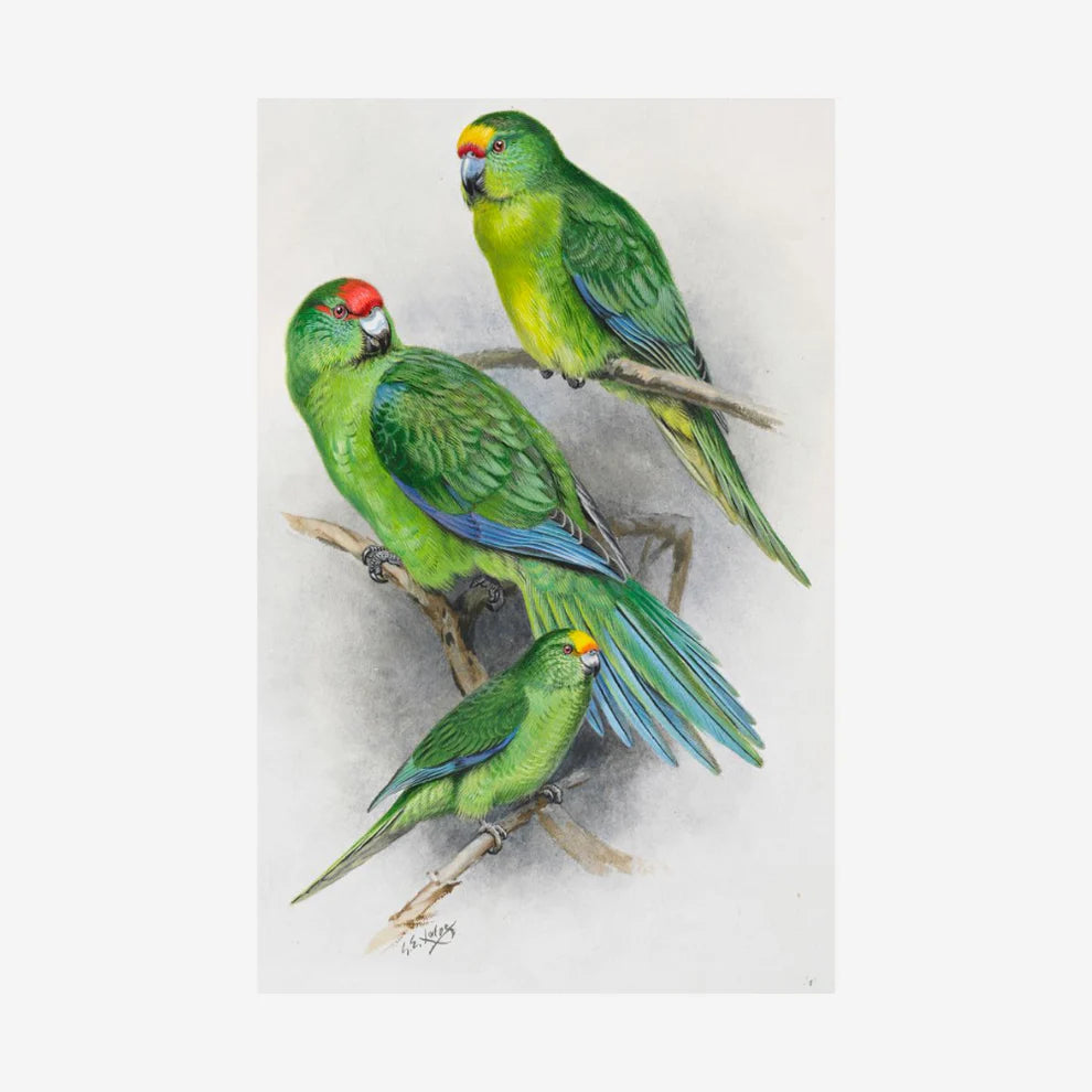 George Lodge- Print - Parakeet A4-Te Papa Store-Matakana Pharmacy