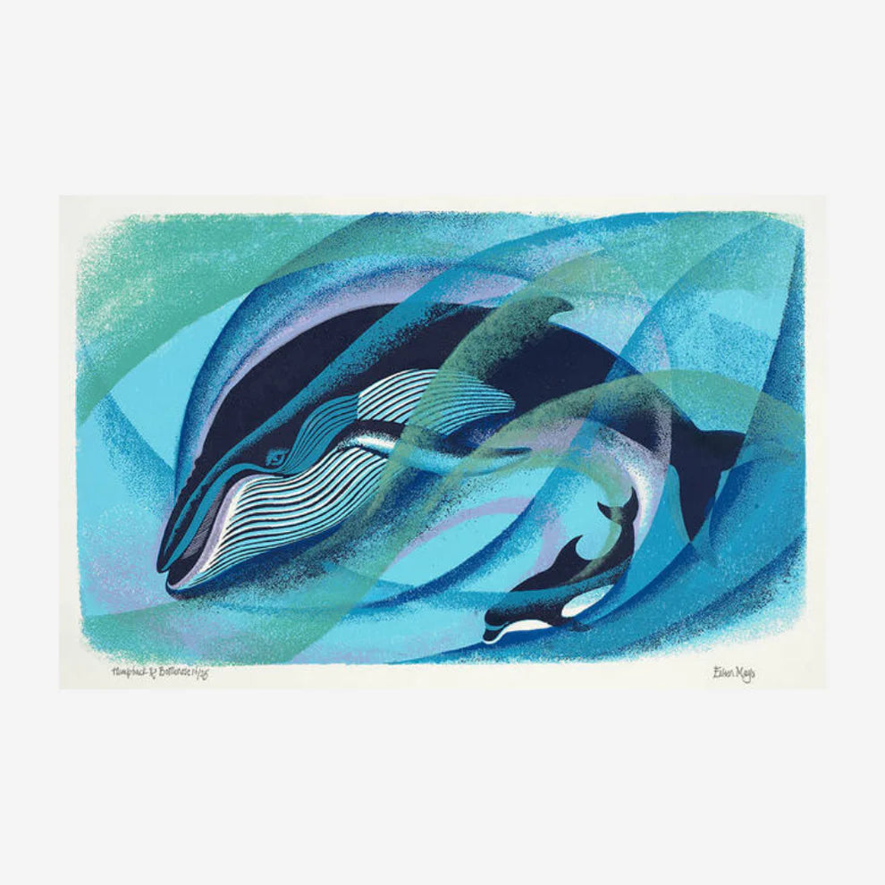 Eileen Mayo - Print - Humpback and Bottlenose A3-Te Papa Store-Matakana Pharmacy
