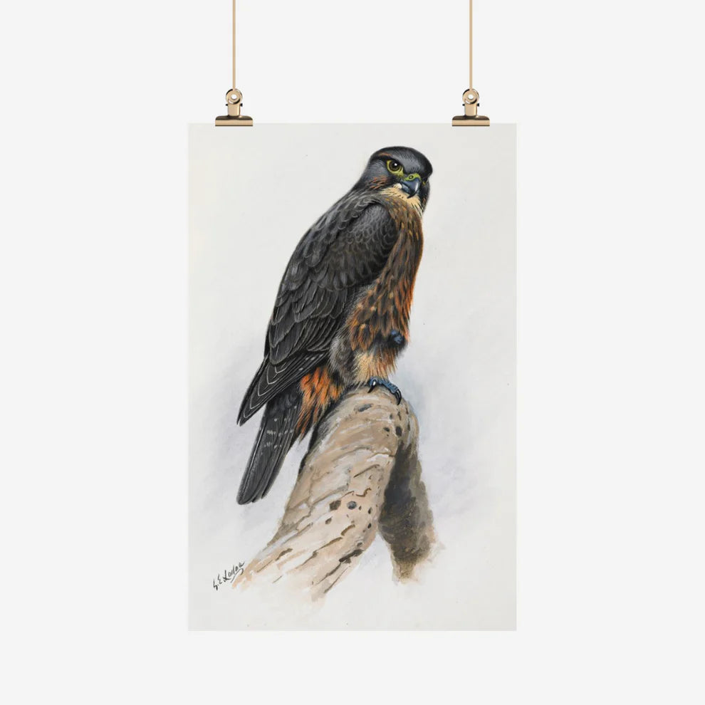 George Lodge - Tea Towel - Falcon-Te Papa Store-Matakana Pharmacy
